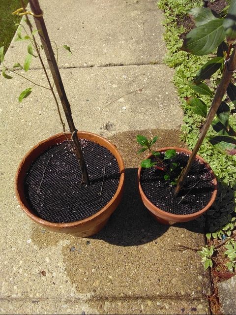 photo 2017 04 15 014.sm_zpsqvm6fmmc.jpg