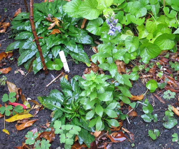 the actual plant photo 201209004_zpsa11b0bea.jpg