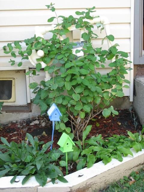 Lonicera sempervirens