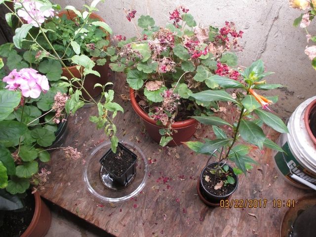 photo 2017 03 22 006.sm_zpsiuaiz7pf.jpg
