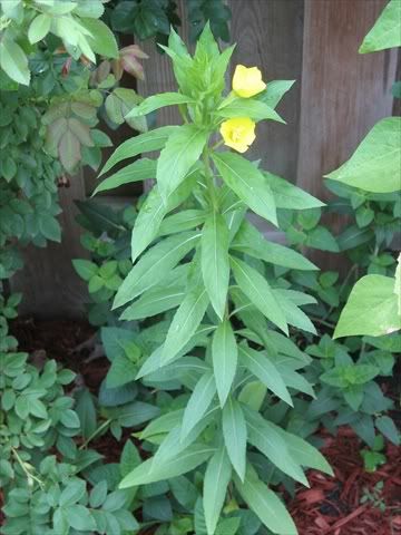 Oenothera biennis