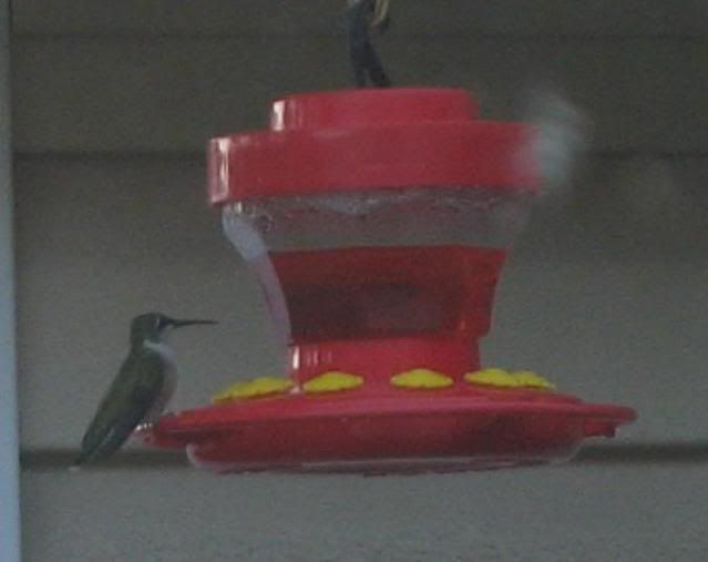 Rubythroat