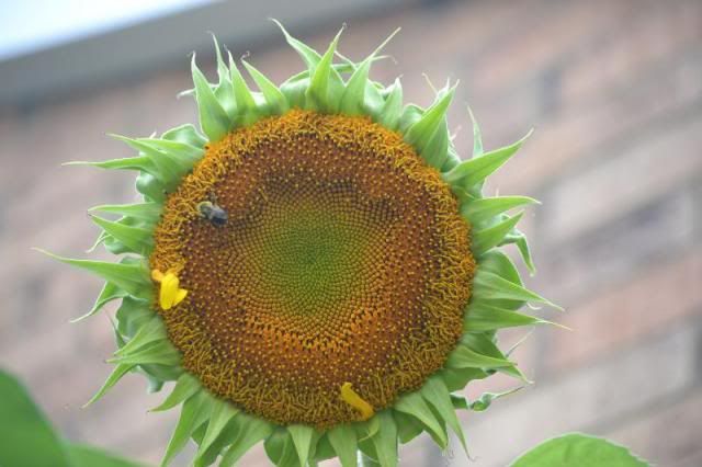 2013 08 17 photo 20130810965small_zpsdccbd7eb.jpg