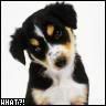 dog icon (c) xlexxiiexx dog collar