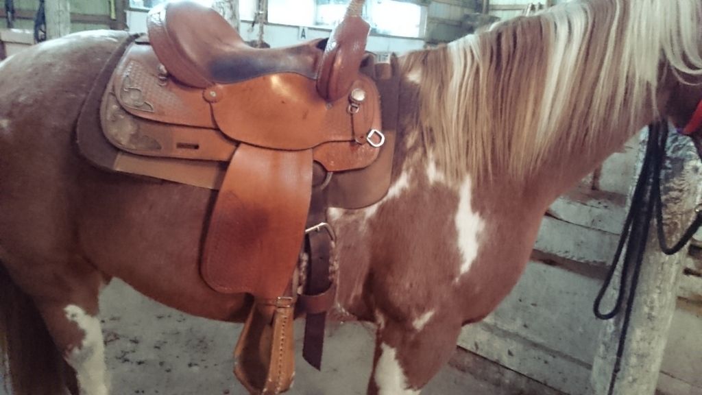 My Journey in a Strong Leader Page 192 The Horse Forum