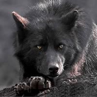 black wolf Pictures, Images and Photos