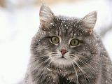 th_animals_cats_300x225_10400_-_another_stray_cat.jpg