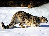 th_animals_cats_300x225_10433_-_snow_leopard.jpg