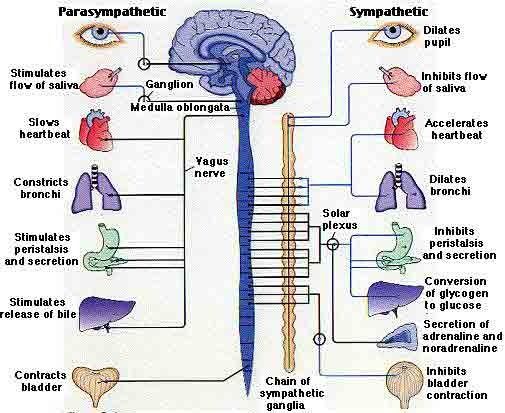 nervous-system.jpg