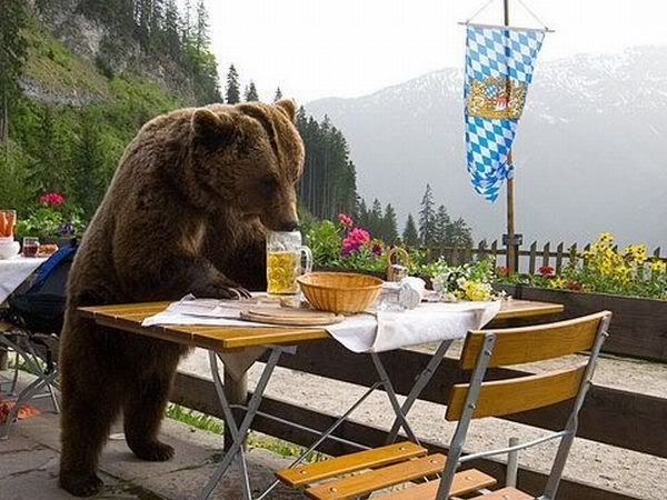 BeerDrinkingBear-01.jpg