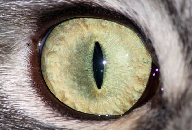 Ojos Ojos