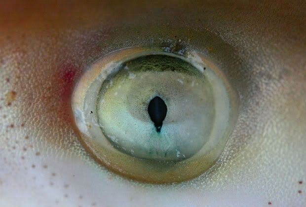 Ojos Ojos