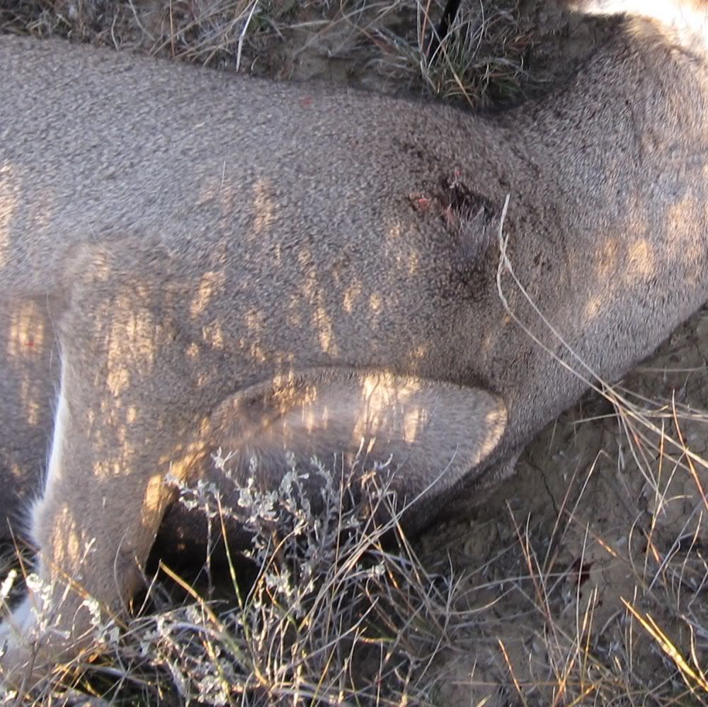 7mm180grVLD3025fpsmuzzle380yardsexitholeMuledoe.jpg