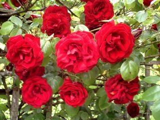 handysRoses1-1.jpg