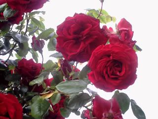 handysRoses2-1.jpg