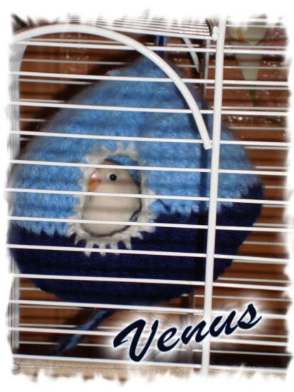 venus.jpg