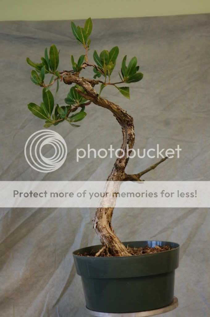 Bunjin style Buttonwood Bonsai Tree.  