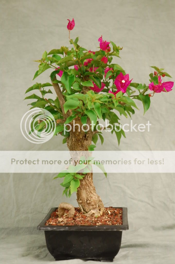 Hot Pink Flowers Bougainvillea Bonsai Tree, Unique color flower for 